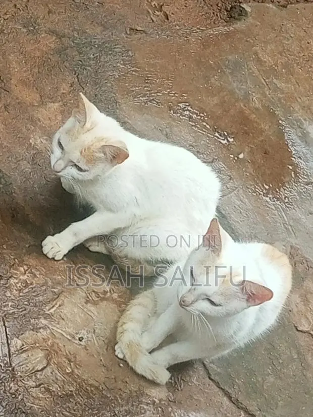 6-12 months Male Mixed Breed Persian · Photo 1