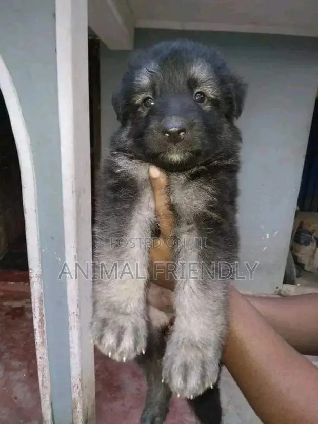 1-3 months Female Purebred Caucasian Shepherd · Photo 1