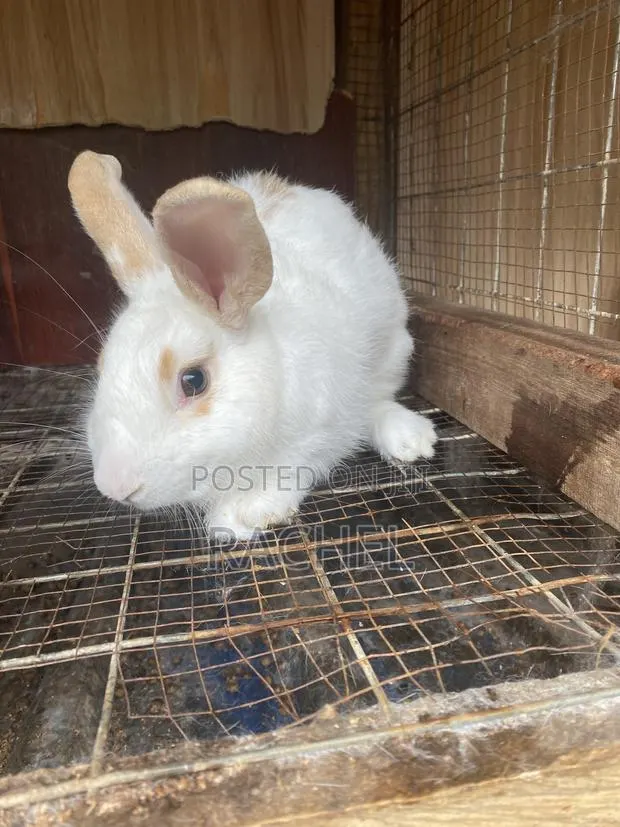 Rabbit for Sale · Photo 1
