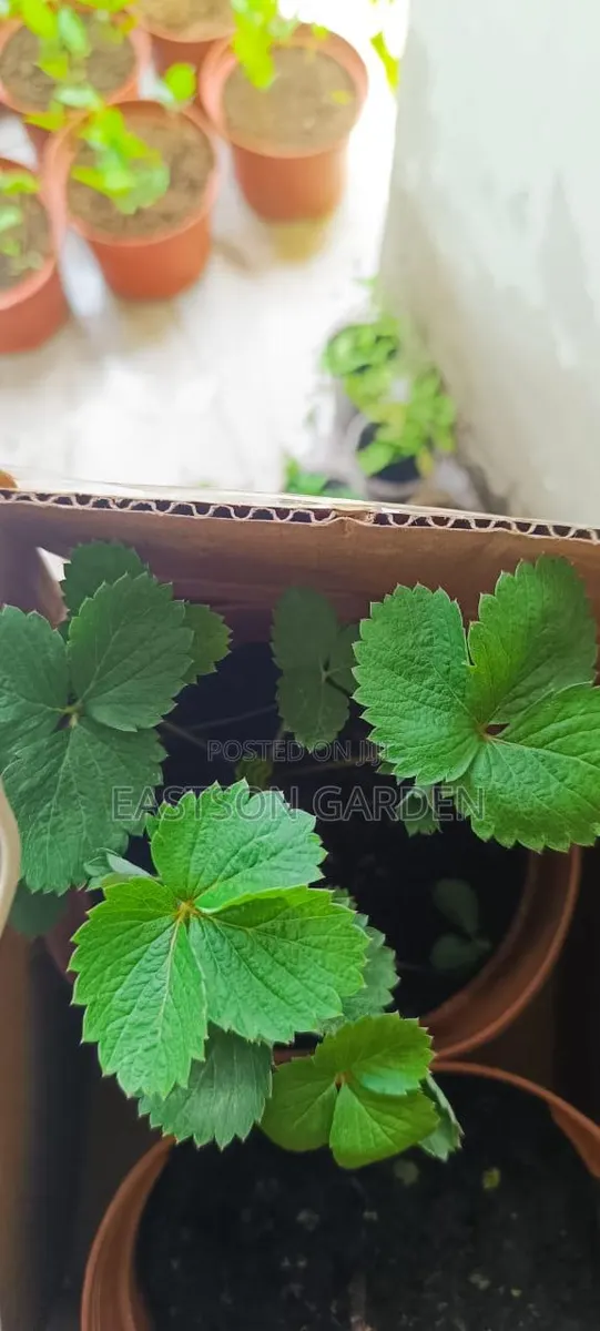 Exotic Strawberry Seedlings Quick Sale · Photo 3