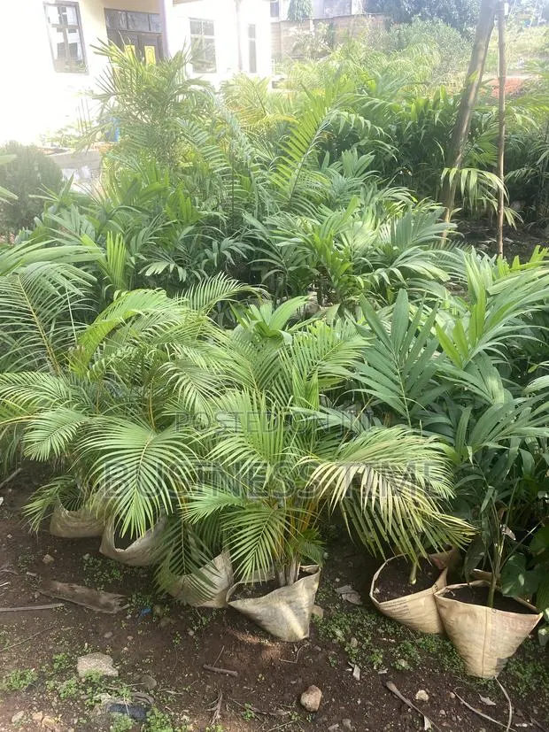 Garden and Landscaping · Photo 1