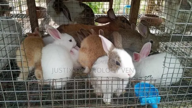 Healthy Rabbits · Photo 1