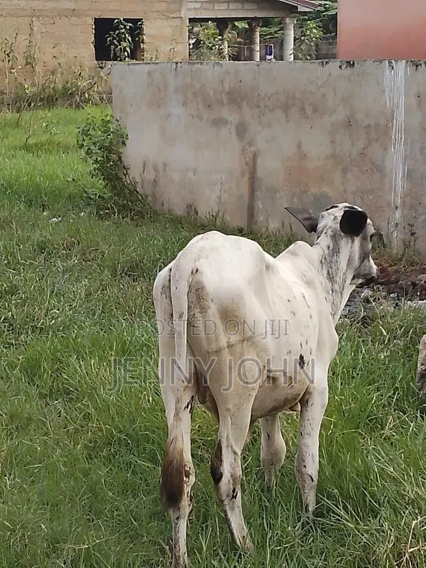Cows for Sale and Serious Buyers Only · Photo 1