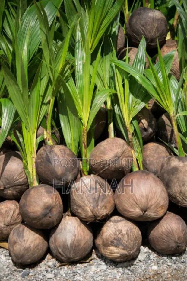 Healthy Hybrid Coconut Seedlings for Sale · Photo 1