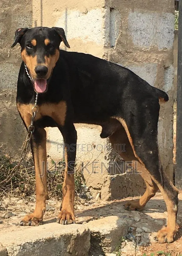 1+ year Male Purebred Doberman Pinscher · Photo 1