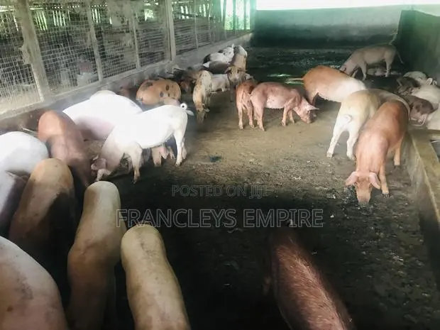 Large White and Duroc Females for Breeding 3299 to 6000 Cedis · Photo 1