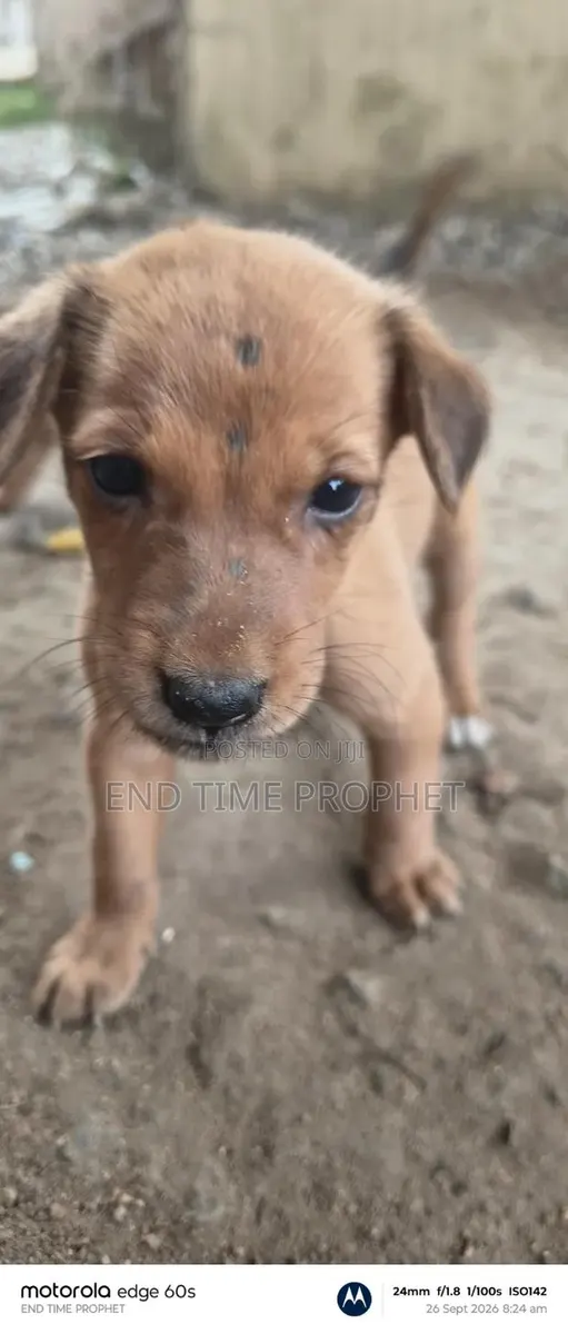 1-3 months Male Mixed Breed Dog · Photo 3
