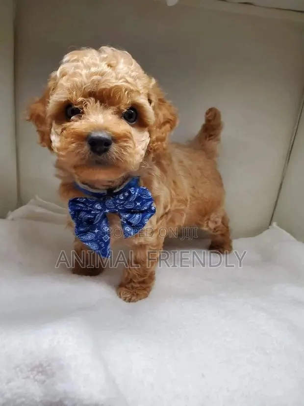 1-3 months Male Purebred Poodle · Photo 1