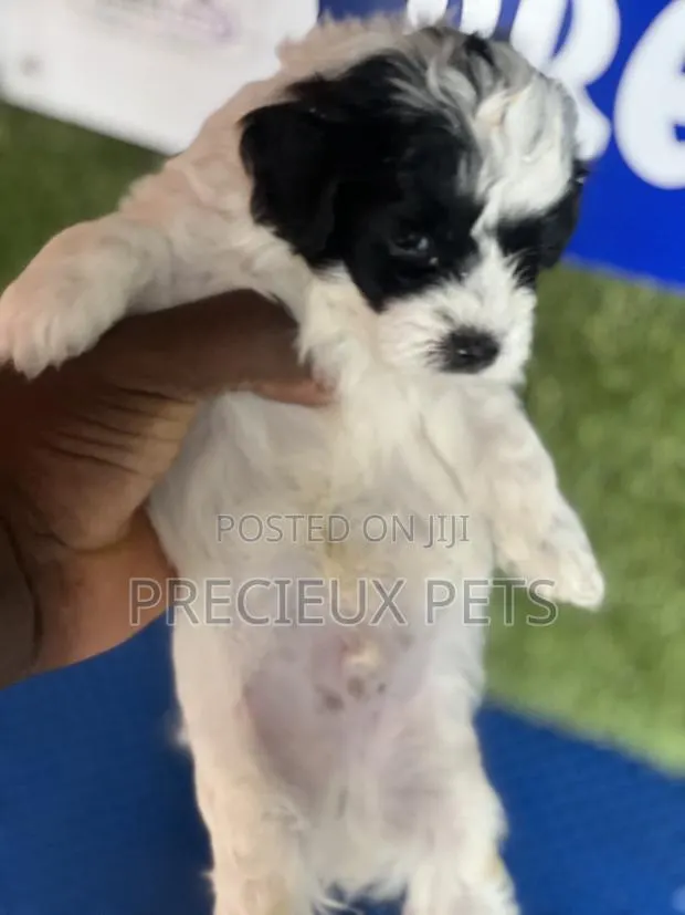 1-3 months Male Purebred Poodle · Photo 3