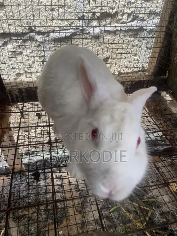 Home of Rabbit · Photo 1