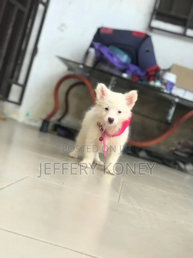 1-3 months Female Purebred American Eskimo · Photo 1