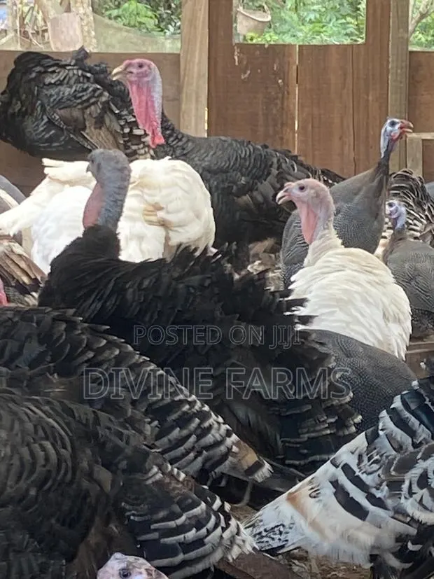 Guinea Fowls, Turkeys, Hens & Eggs for Sale — · Photo 1