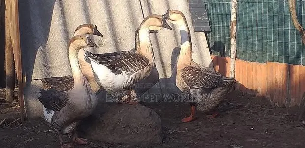 Chinese Geese · Photo 1