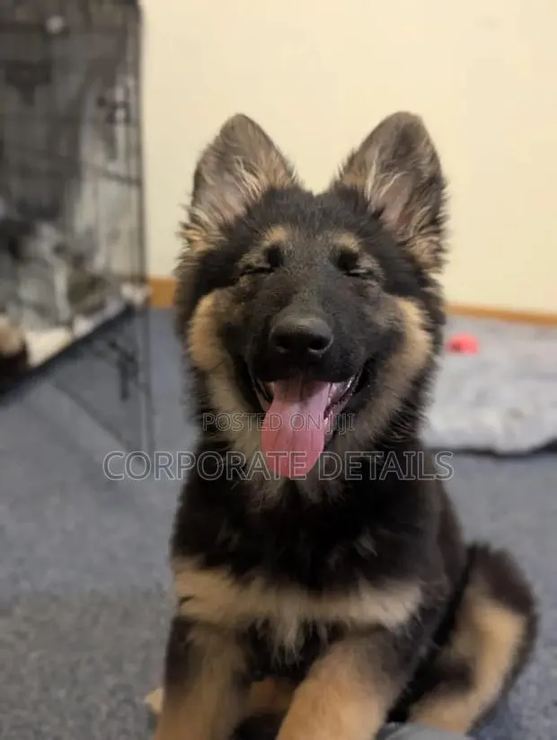 1-3 months Male Purebred German Shepherd · Photo 1
