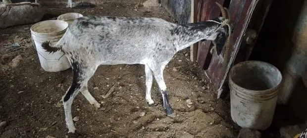 Sahelian Goat · Photo 4