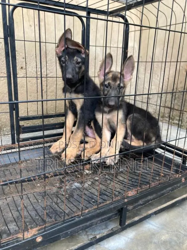 3-6 months Male Purebred German Shepherd · Photo 1