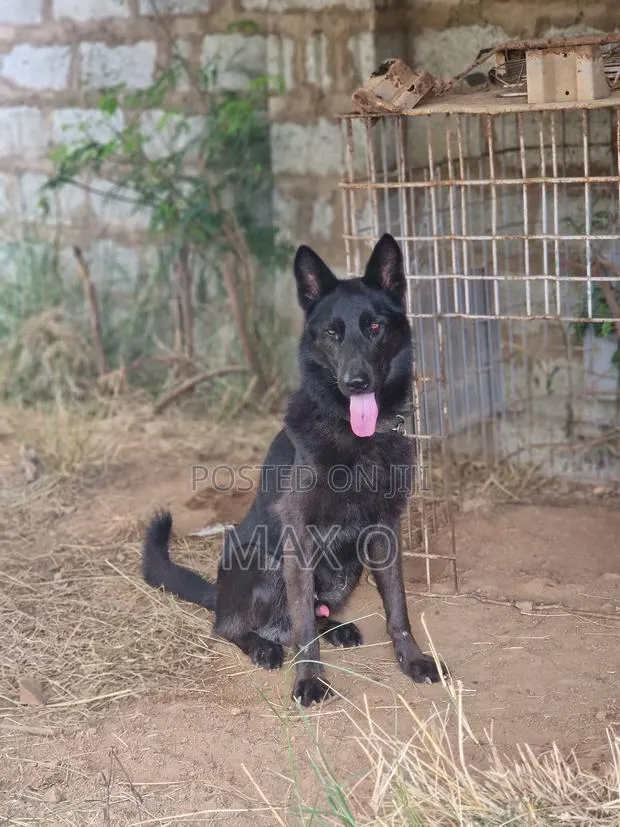 1+ year Male Purebred German Shepherd · Photo 1