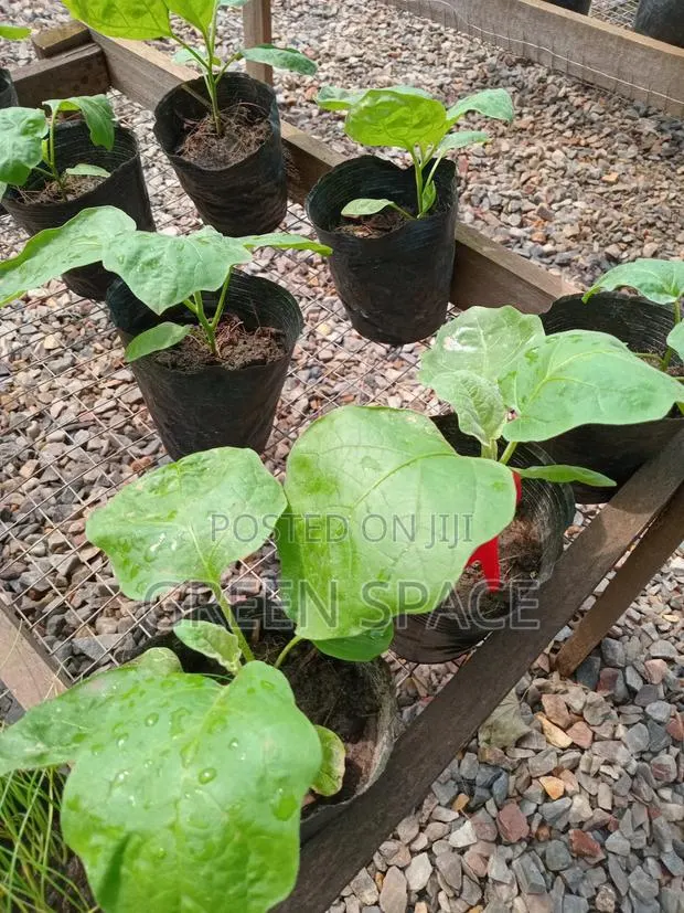 Eggplant Seedlings · Photo 2