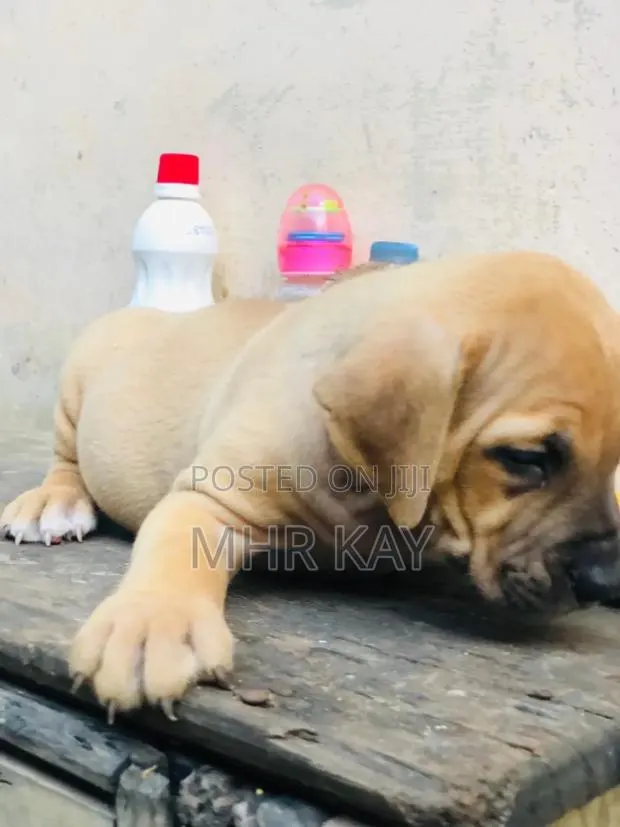 1-3 months Male Purebred Boerboel · Photo 1