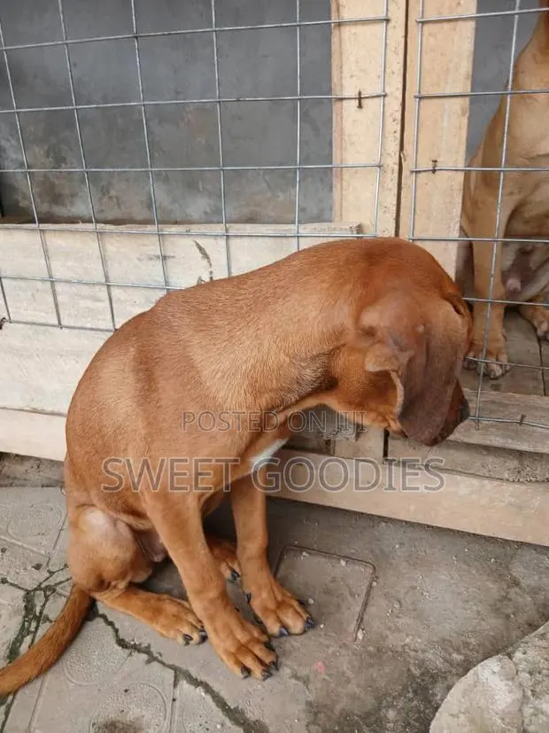 3-6 months Male Purebred Boerboel · Photo 1