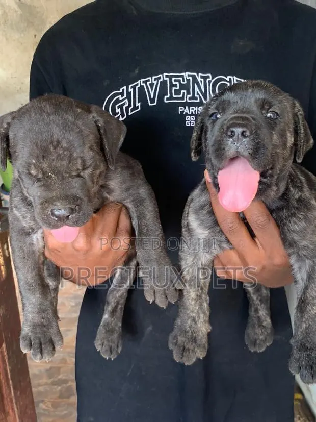 1-3 months Male Purebred Boerboel · Photo 1