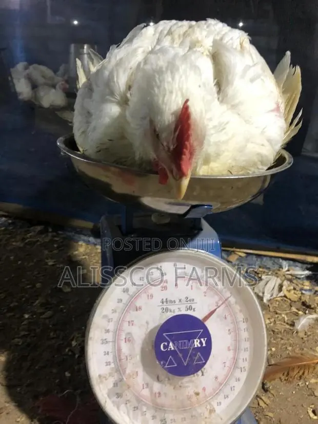 8-10 Weeks Broilers · Photo 2