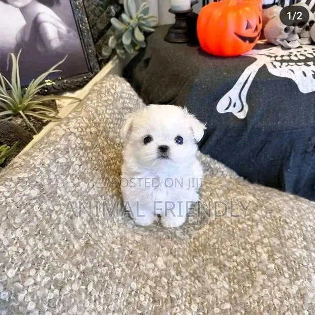1-3 months Female Purebred Poodle · Photo 1