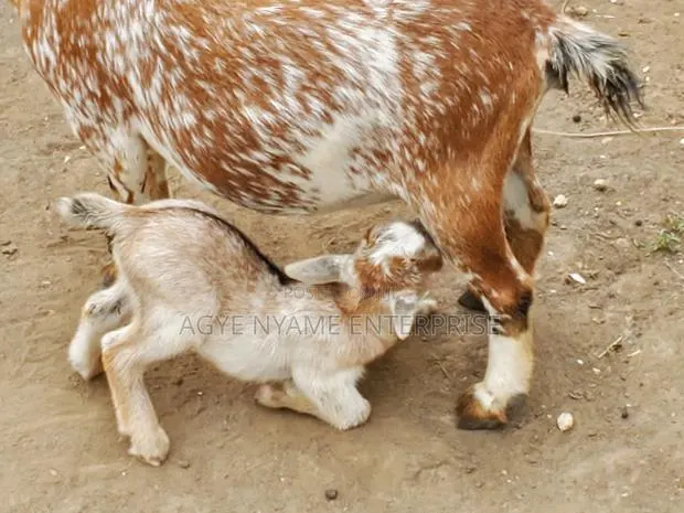 Nannie Goat With Kid · Photo 1