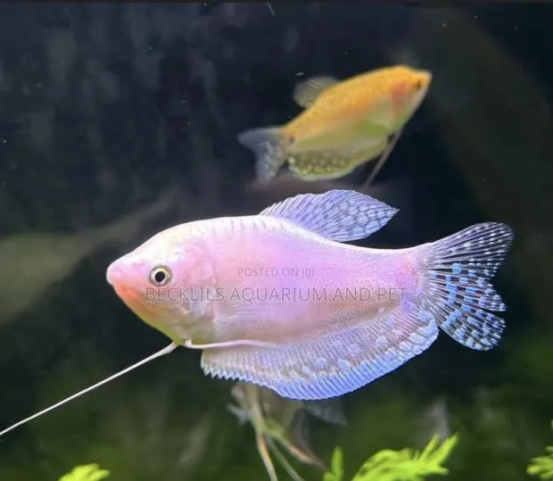 White Gourami Fish · Photo 1