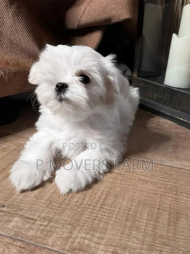 1-3 months Male Purebred Maltese · Photo 1