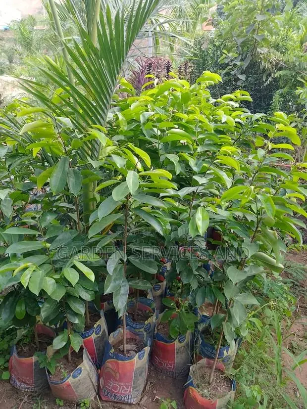 Soursop for Sale (4feet Tall) · Photo 2