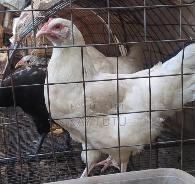 Local Laying Hen · Photo 1
