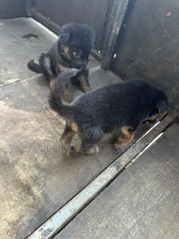 1-3 months Female Purebred German Shepherd · Photo 1