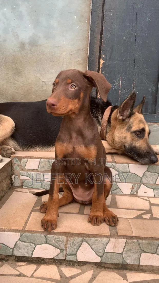 1-3 months Female Purebred Doberman Pinscher · Photo 1