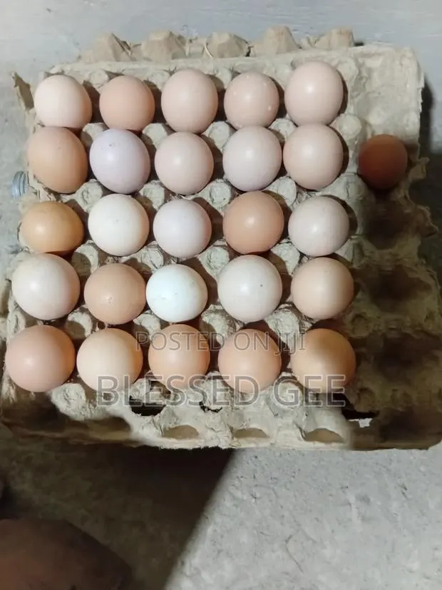 Sasso Fertile Eggs Available · Photo 1