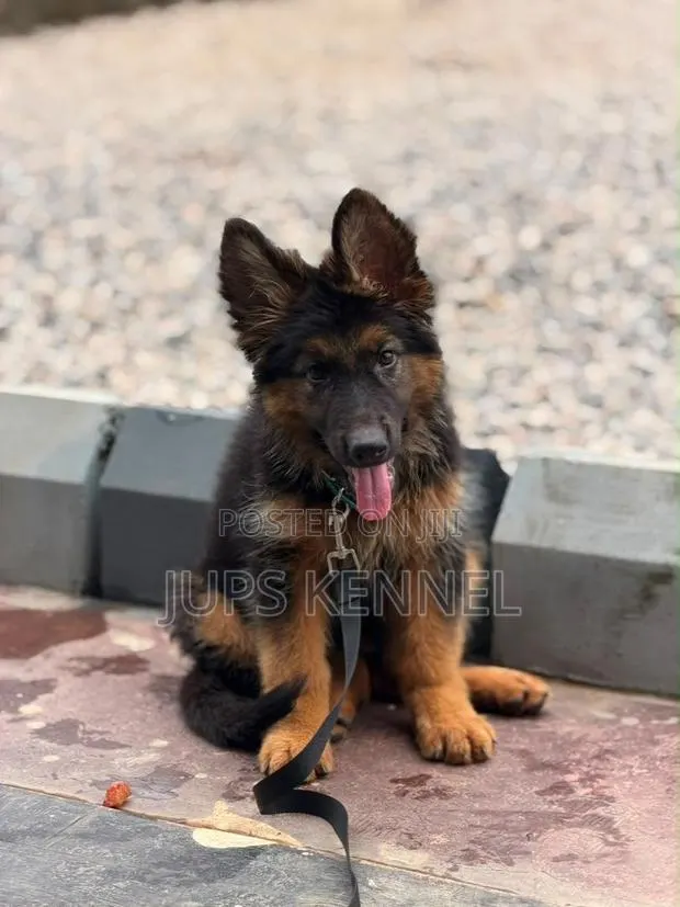 1-3 months Male Purebred German Shepherd · Photo 1