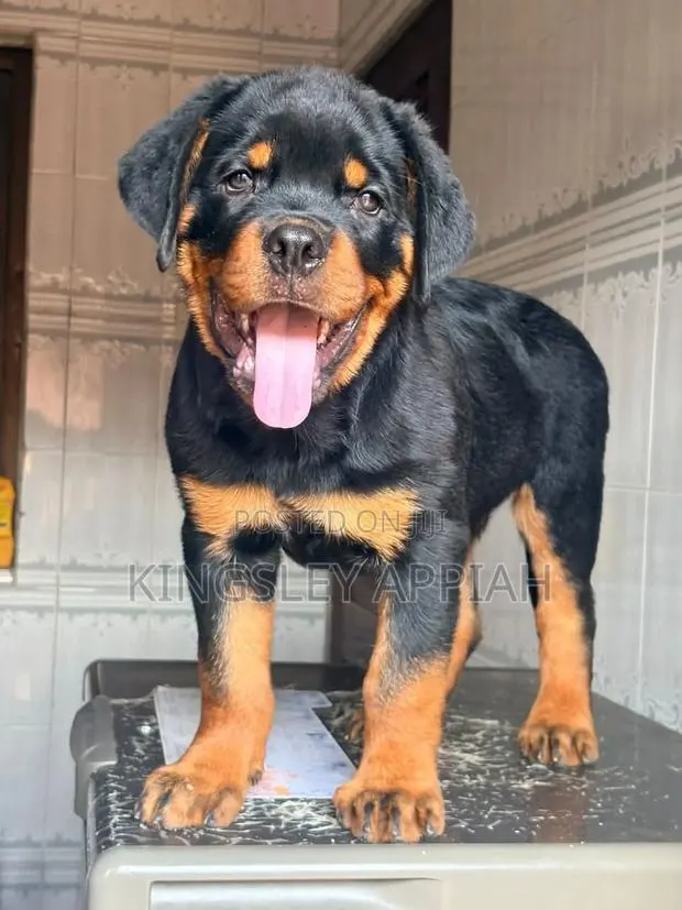 1-3 months Female Purebred Rottweiler · Photo 1