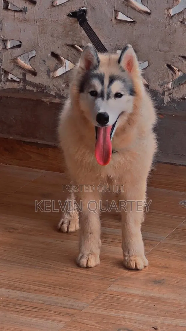 3-6 months Male Purebred Siberian Husky · Photo 1
