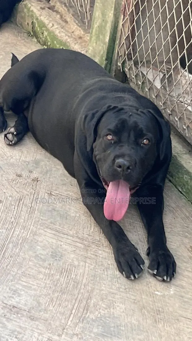 1+ year Female Purebred Cane Corso · Photo 1