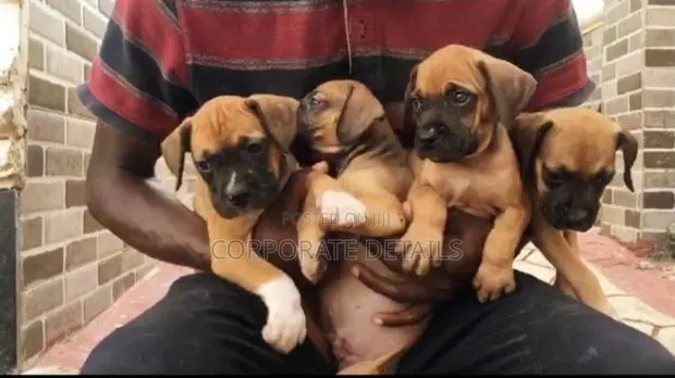 1-3 months Female Purebred Boerboel · Photo 1