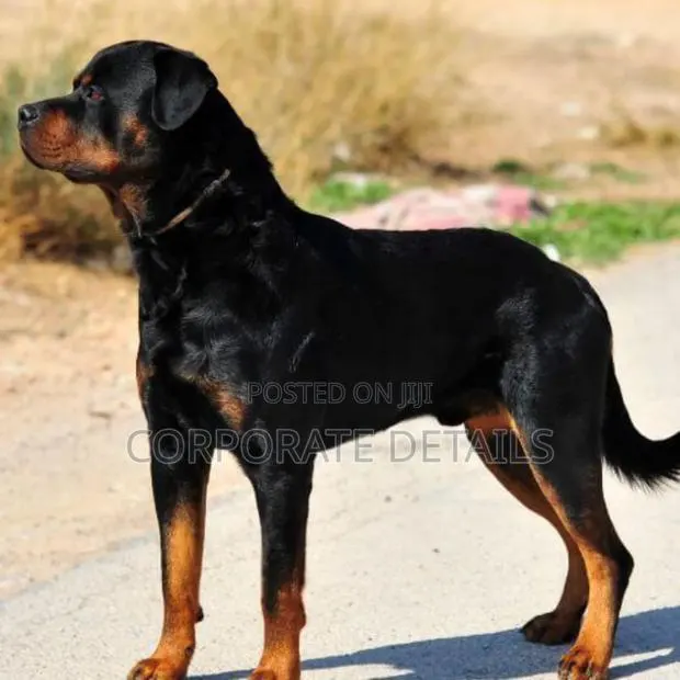 6-12 months Male Purebred Rottweiler · Photo 1
