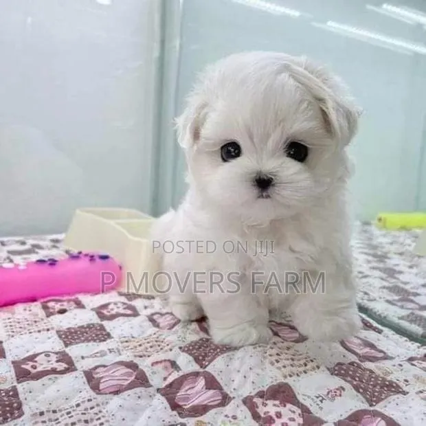 1-3 months Female Purebred Poodle · Photo 1