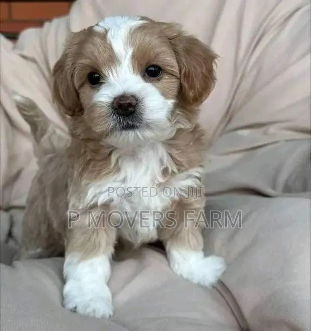 1-3 months Male Purebred Poodle · Photo 1
