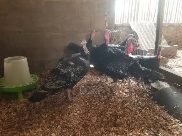 Live Matured Turkeys for Sale · Photo 1