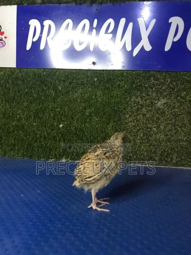 2 Weeks Old Quail Chicks · Photo 1