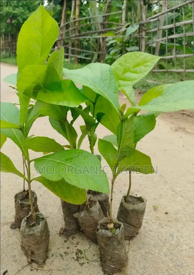 Organic Teak Seedling– Naturally Grown Healthy · Photo 1