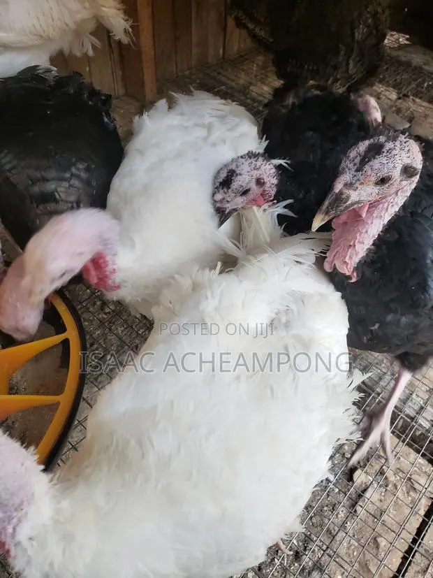 Laying Turkeys · Photo 1