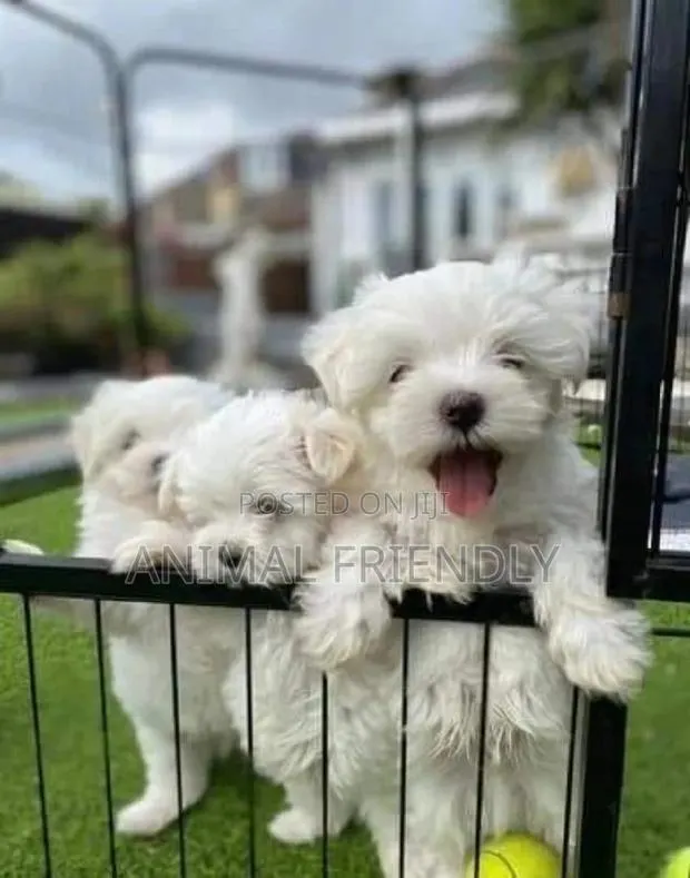 1-3 months Male Purebred Poodle · Photo 1