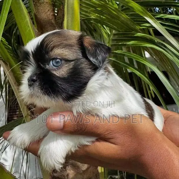 1-3 months Female Purebred Shih Tzu · Photo 4