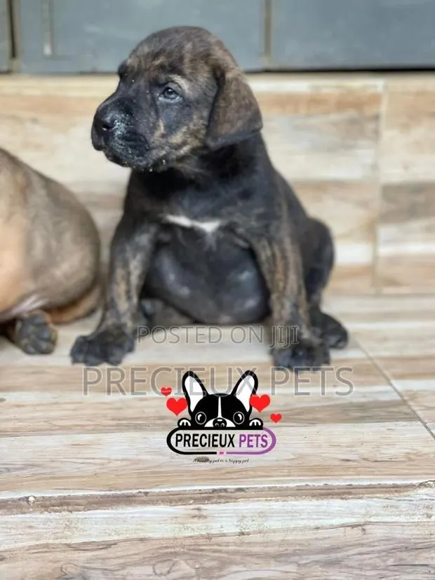 1-3 months Male Purebred Boerboel · Photo 1